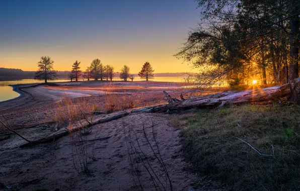 Picture sand, forest, trees, shore, snag, log, pond