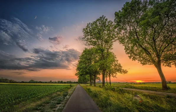 Picture road, field, trees, sunset