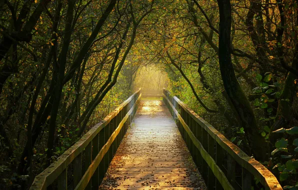 Autumn, trees, Germany, the tunnel, the bridge