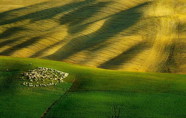 Hills, field, sheep, Italy, Tuscany