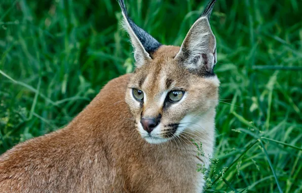 Grass, face, portrait, lynx, Caracal