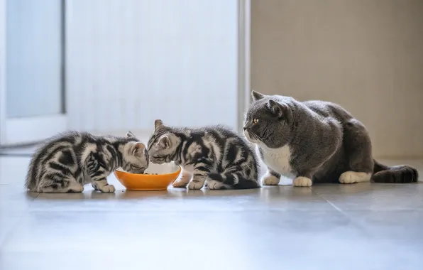 Cat, cat, look, pose, kittens, face, meal
