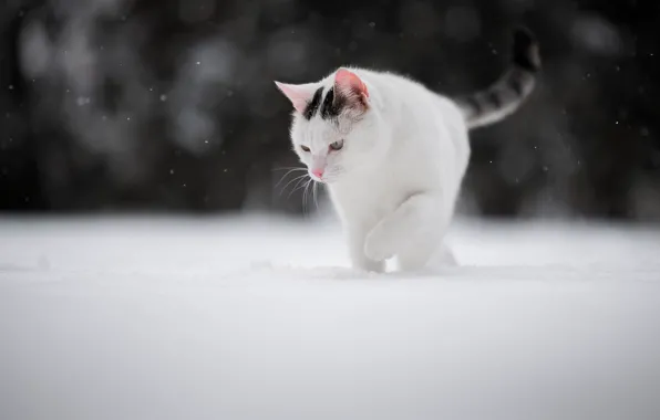 Picture winter, cat, snow, cat