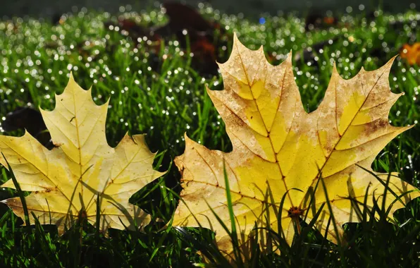 Autumn, grass, leaves, drops, light, lights, yellow, a couple