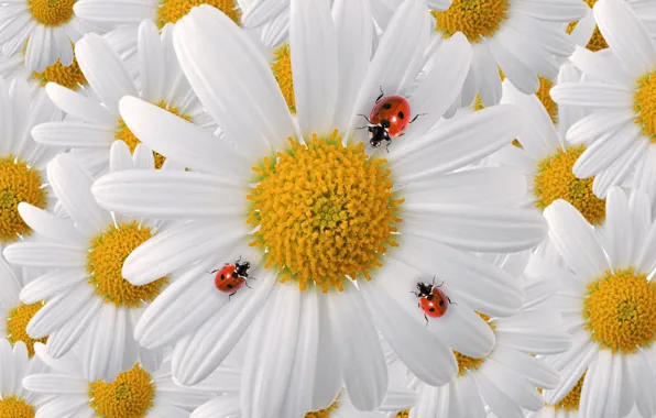 Picture macro, insects, chamomile, petals, bugs, ladybugs