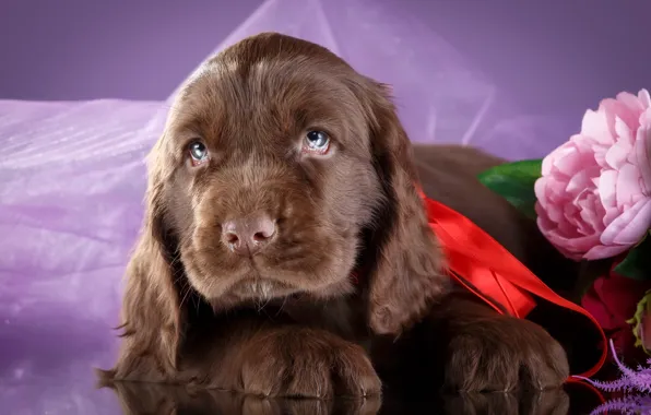 Flowers, puppy, Spaniel