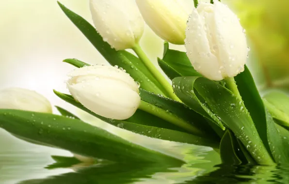 Picture white, drops, flowers, photo, tulips