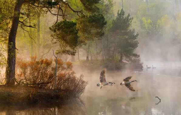 Picture forest, water, light, trees, nature, fog, river, duck