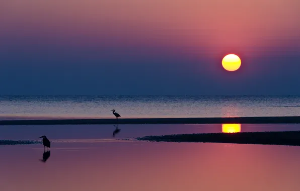 Picture sea, the sky, water, the sun, sunset, birds, bright, reflection