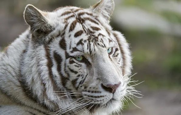 Picture cat, look, face, tiger, white tiger