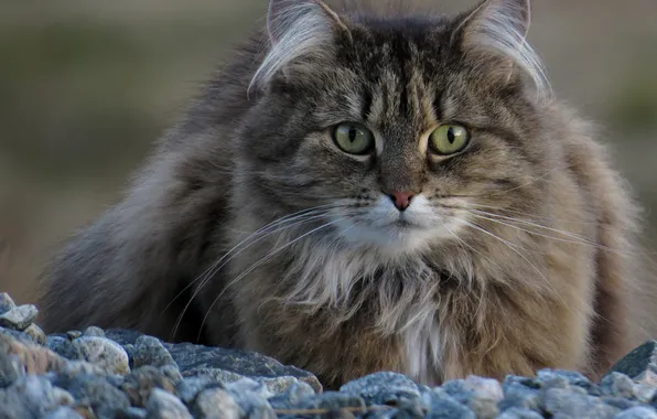 Picture cat, cat, stones, fluffy