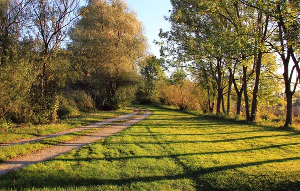 Road, forest, grass, trees