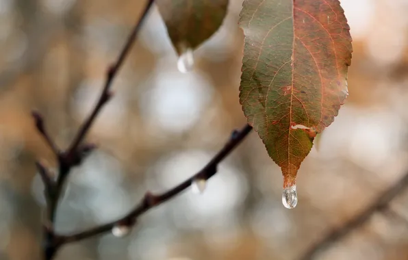 Autumn, leaves, nature