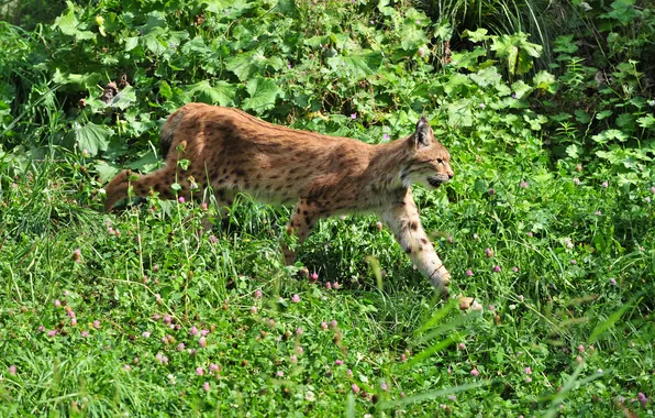 Picture cat, grass, clover, profile, lynx