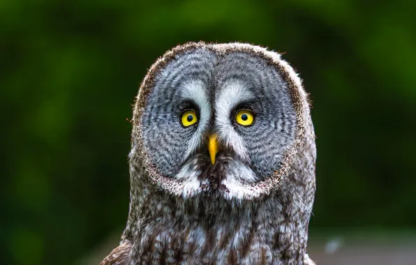 Eyes, owl, bird, feathers, beak