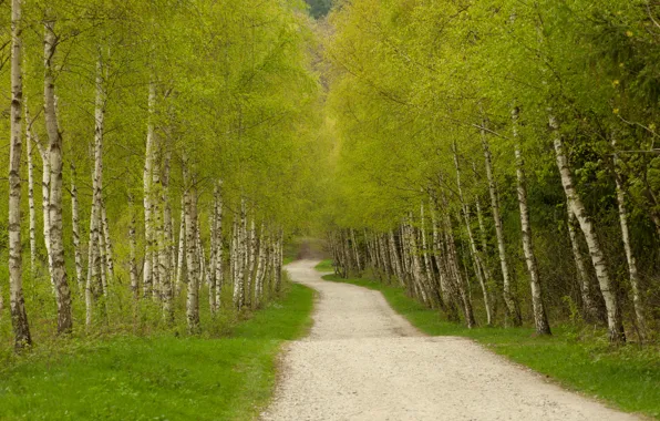 Road, greens, trees, track