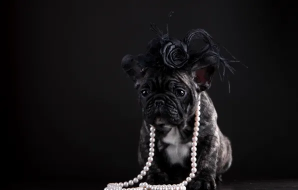 Picture dog, puppy, pearl, beads, French bulldog
