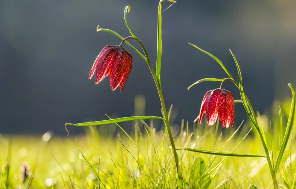 Picture grass, the sun, flowers, Germany, bokeh, Grouse chess, Fritillaria meleagris, Sinngrund