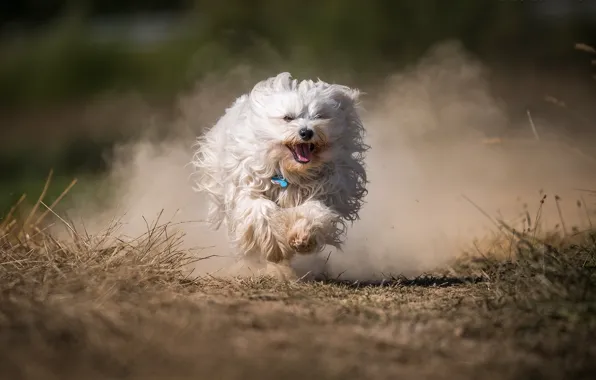 Picture dog, dust, running, The Havanese, shaggy