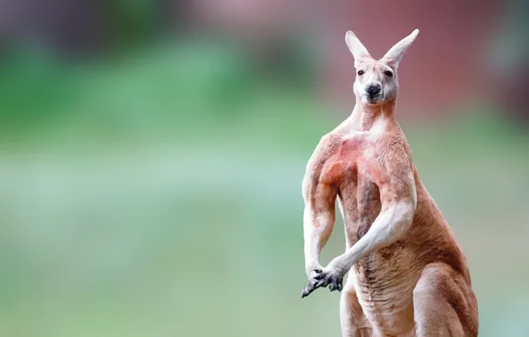 Look, pose, background, figure, kangaroo, Jock, muscles