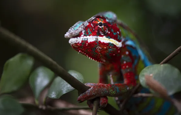 Picture look, face, leaves, macro, branches, chameleon, bokeh, reptile