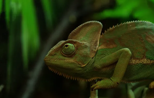 Picture green, chameleon, disguise