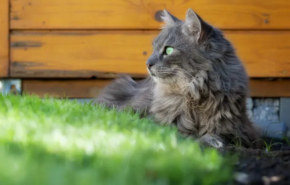 Cat, grass, cat, look, face, pose, grey, Board