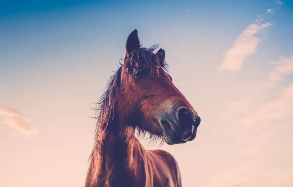 The sky, eyes, sunset, horse, neck