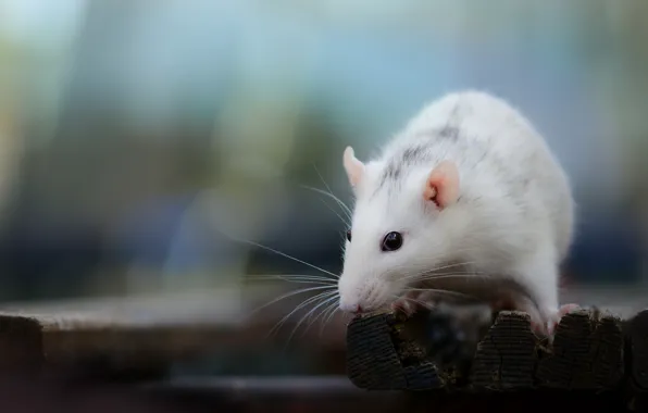 Picture nature, background, mouse
