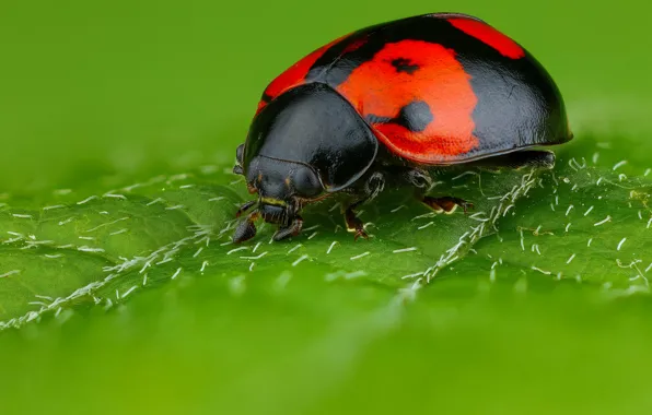 Picture macro, green, background, leaf, ladybug, beetle, spot, insect