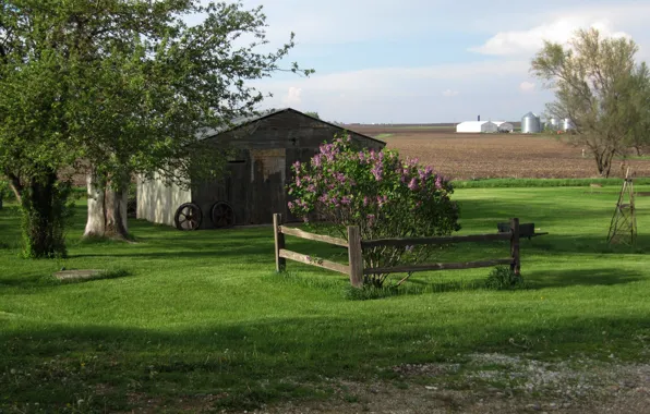 Picture field, summer, summer, Nature, field