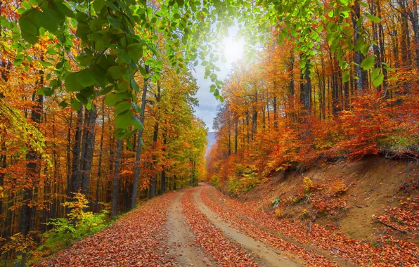 Road, greens, autumn, forest, the sky, leaves, the sun, light