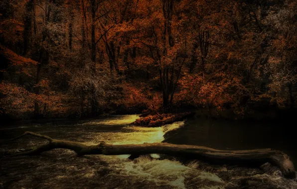 Autumn, forest, trees, branches, river, shore, for, log