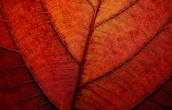 Autumn, sheet, texture, red