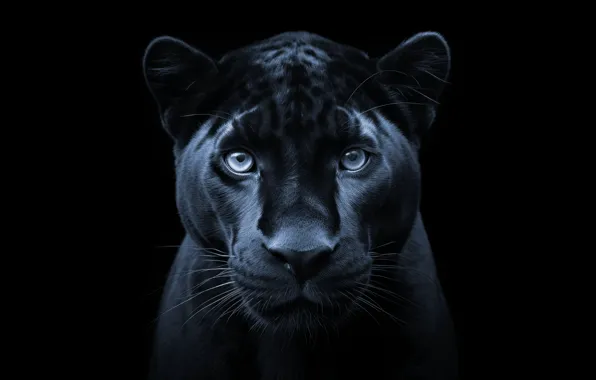 Picture face, Panther, black background