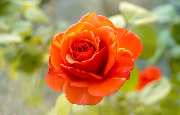 Flowers, red, roses, buds, scarlet, green background