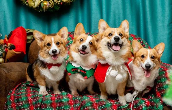 Language, dogs, look, room, sofa, together, toy, blanket