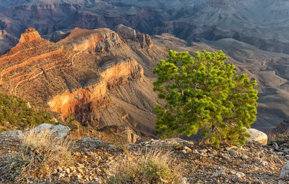 Picture tree, canyon, USA, Grand Canyon