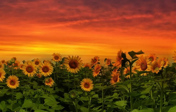 Picture sunflowers, sunset, nature