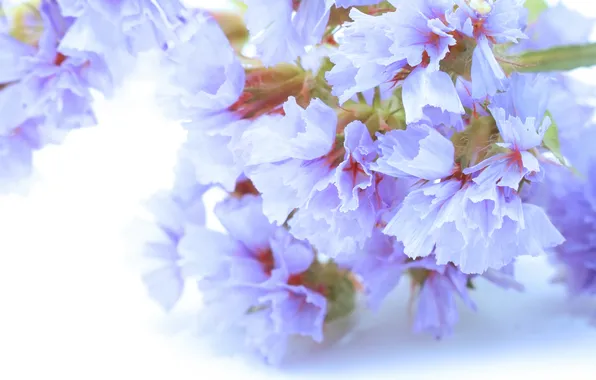 Flowers, tenderness, petals, fragility