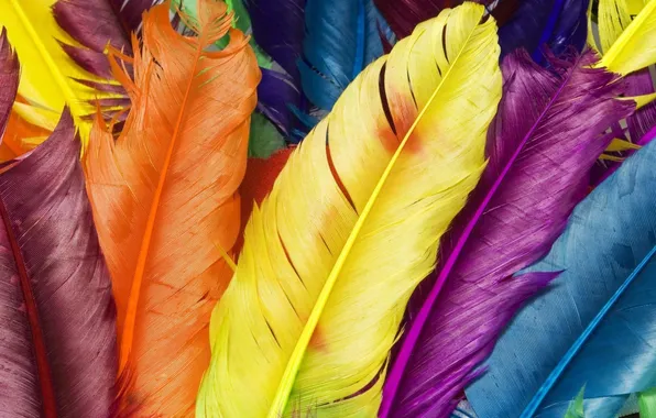Birds, feathers, colorful feathers