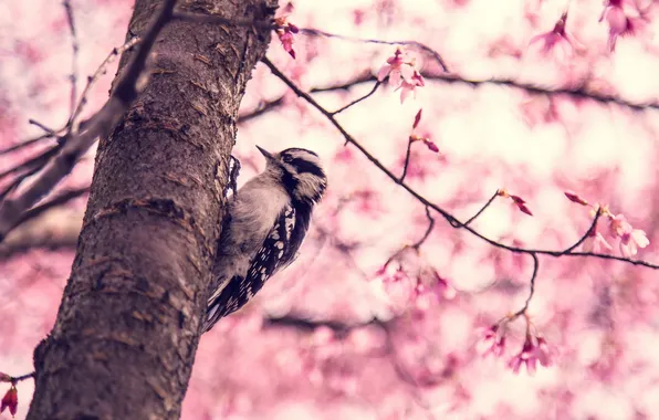 Picture tree, bird, spring