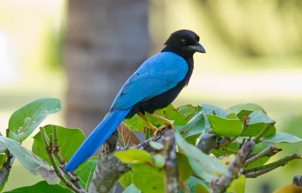 Leaves, branches, bird, color, feathers, beak