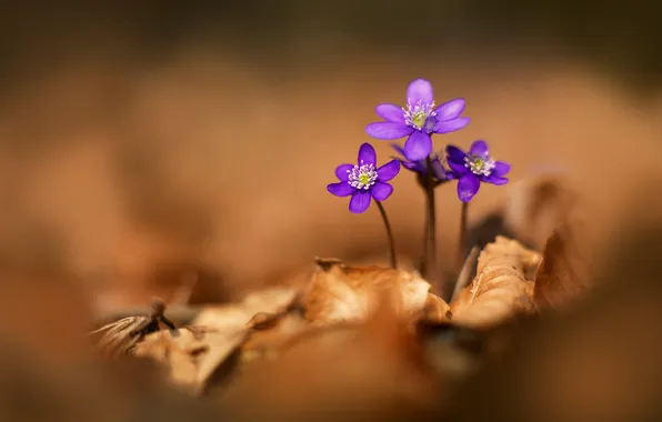 Autumn, flower, leaves, plant, dry, violet, Bush
