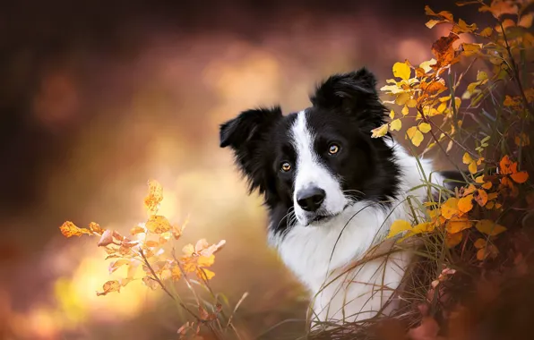 Picture grass, look, face, branches, background, portrait, dog, bokeh