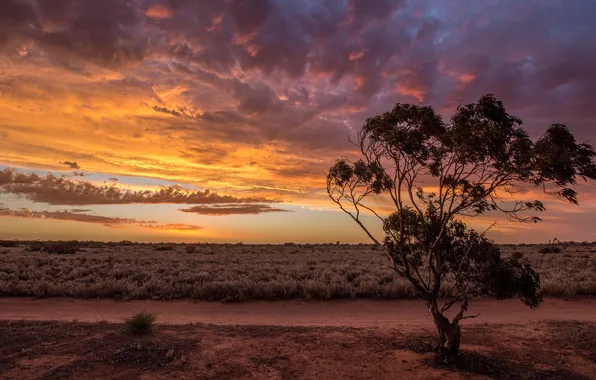 Trees, sunset, nature