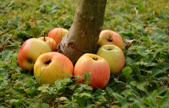 Grass, apples, the trunk of the tree