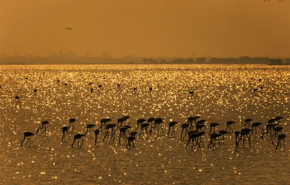 Picture birds, lake, India, Flamingo, Mahesh B Photography, Gold Harvest - Flamingos, Pulicat