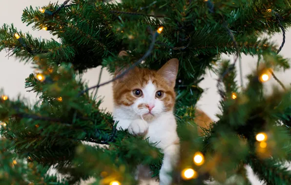 Cat, white, cat, holiday, tree, red, kitty, garland