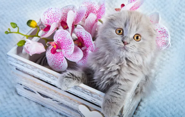 Cat, look, flowers, pose, kitty, grey, portrait, legs